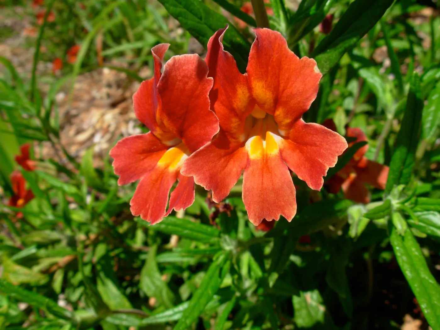 Mimulus aurantiacus