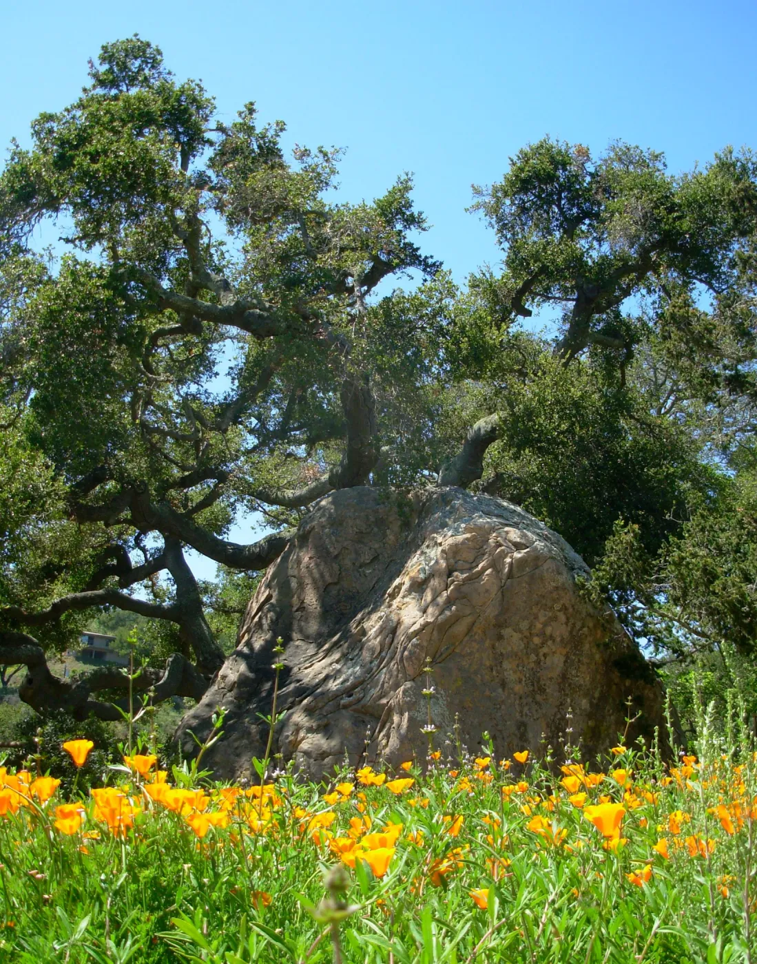 Poppies, Boulder, Oak, West Meadow Border