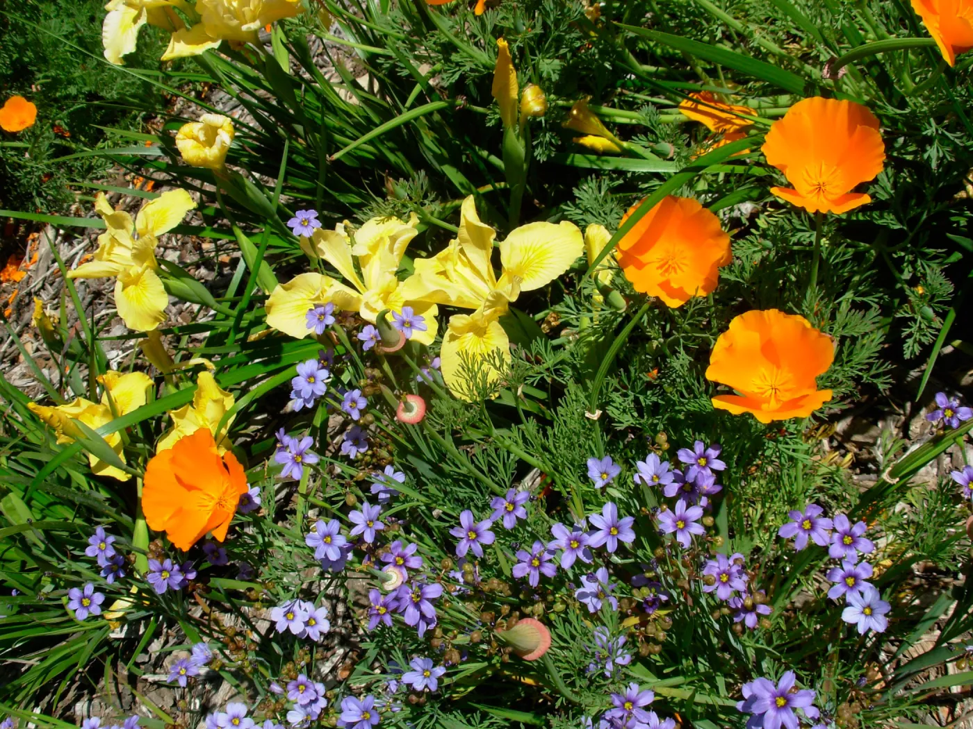 wildflower medley, Meadow