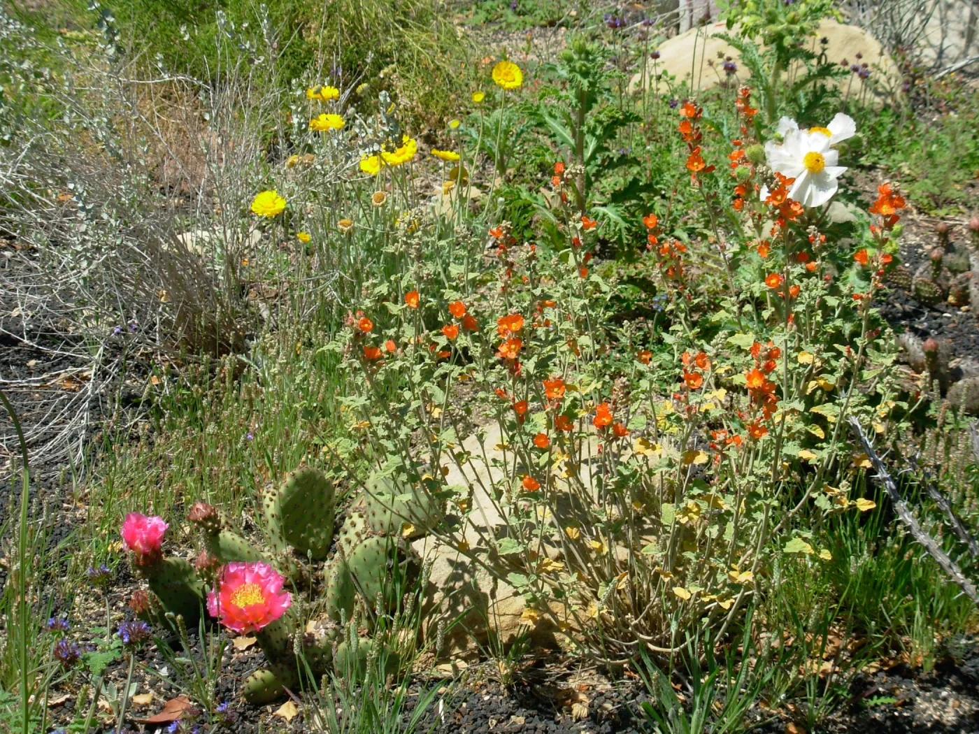 Desert Section in Bloom