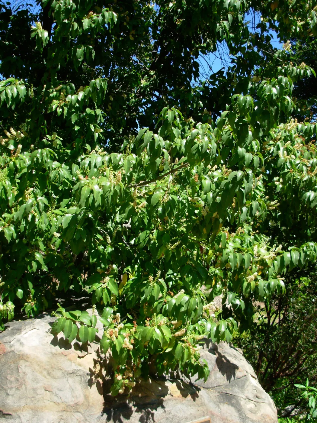 Prunus ilicifolia ssp. lyonii, Home Demonstration Garden, SBBG