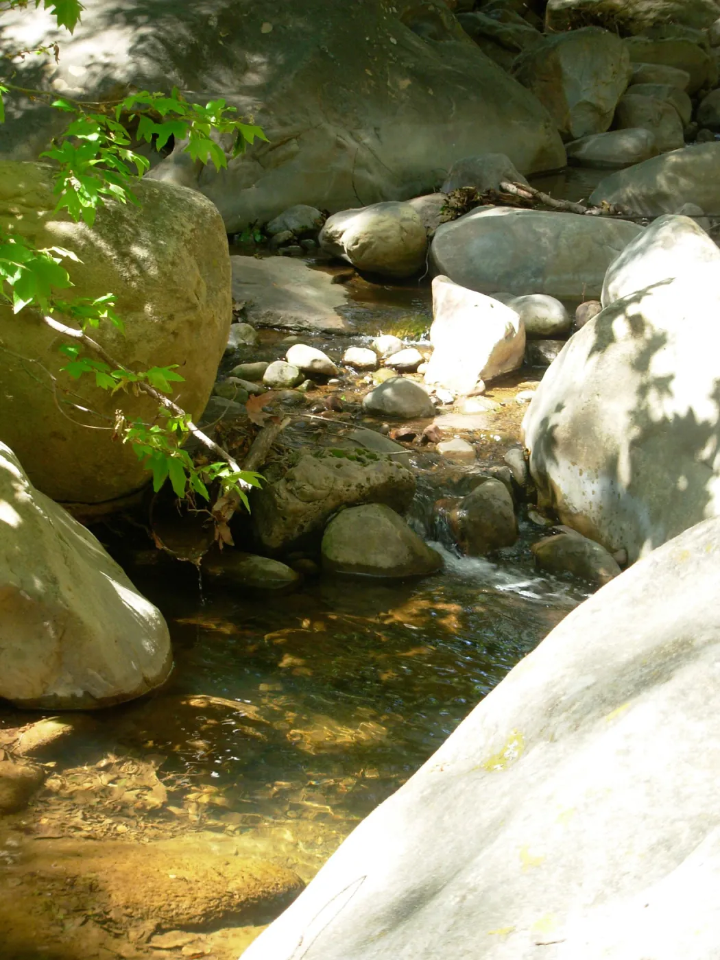 Platanus racemosa, Creek, SBBG