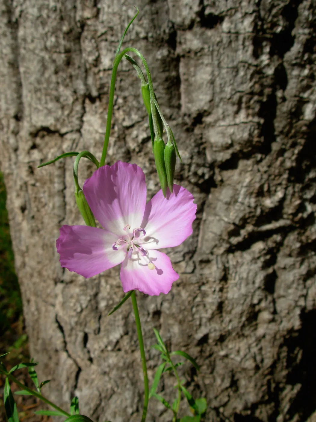 Clarkia bottae, SBBG