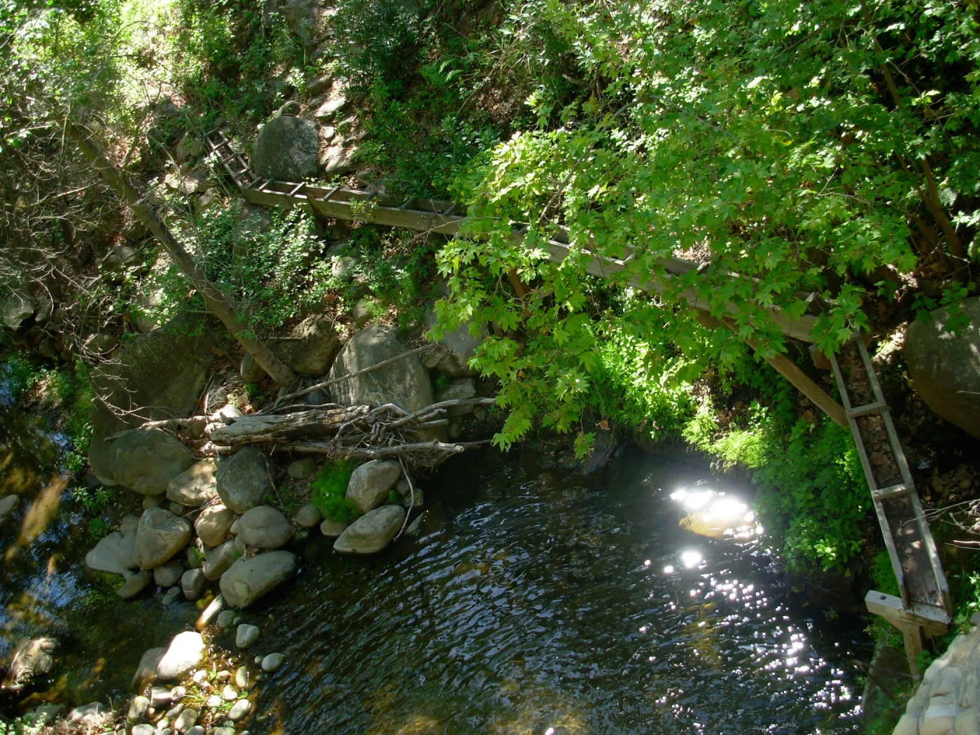 Platanus racemosa, Wooden Aqueduct, Mission Dam, SBBG