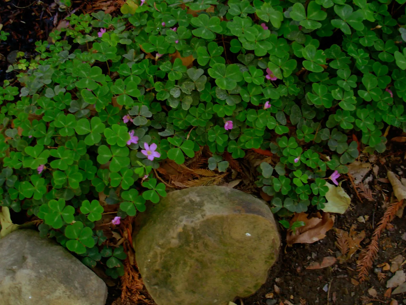 Oxalis oregana , Redwood Section, SBBG