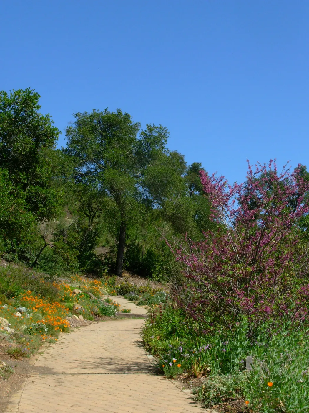 Meadow View, paved path, SBBG