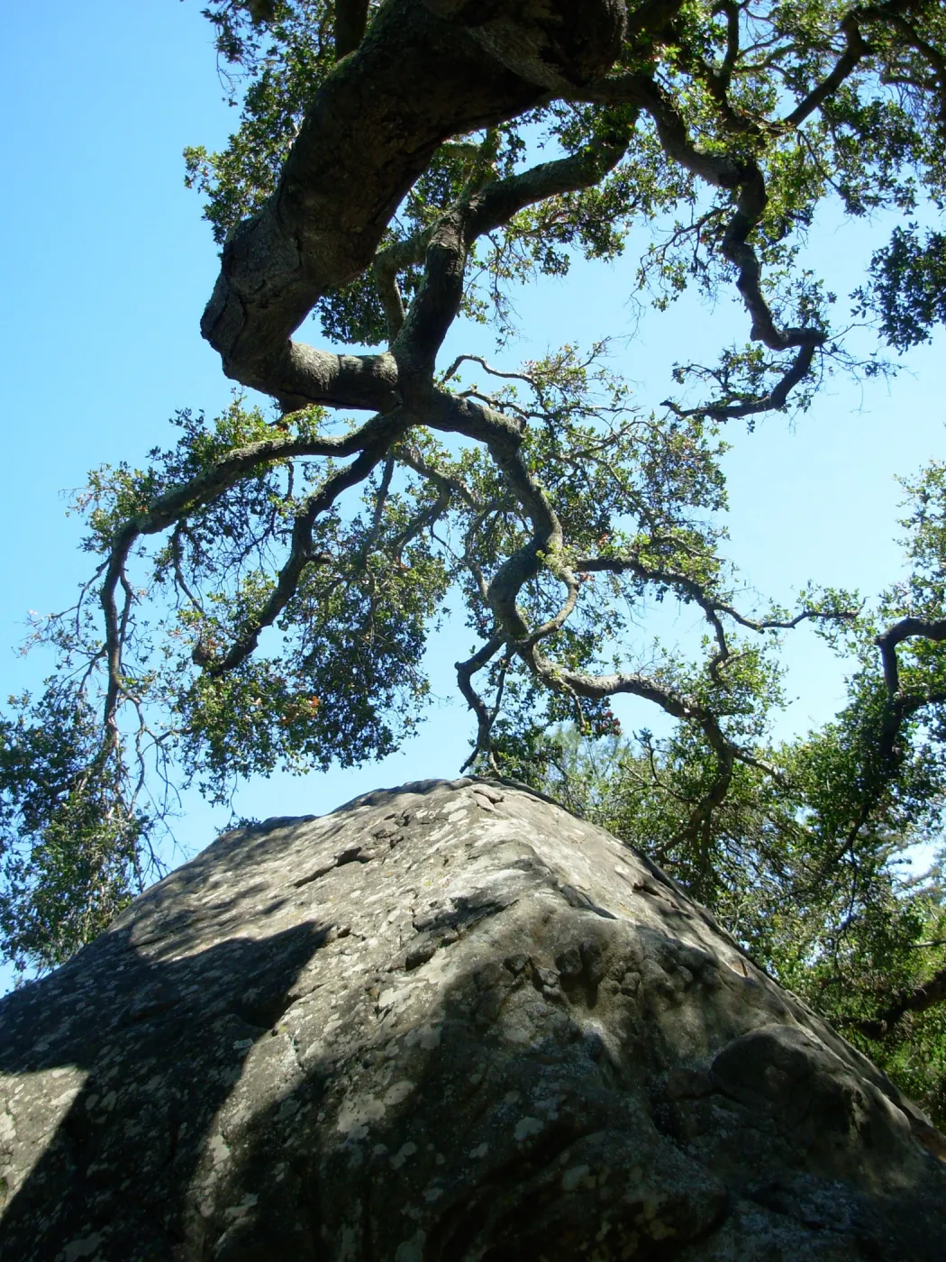 Oak and Rock, Meadow Oaks, SBBG