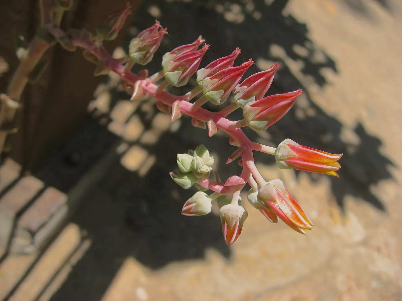 Dudleya lanceolata, Dudleya Display, SBBG