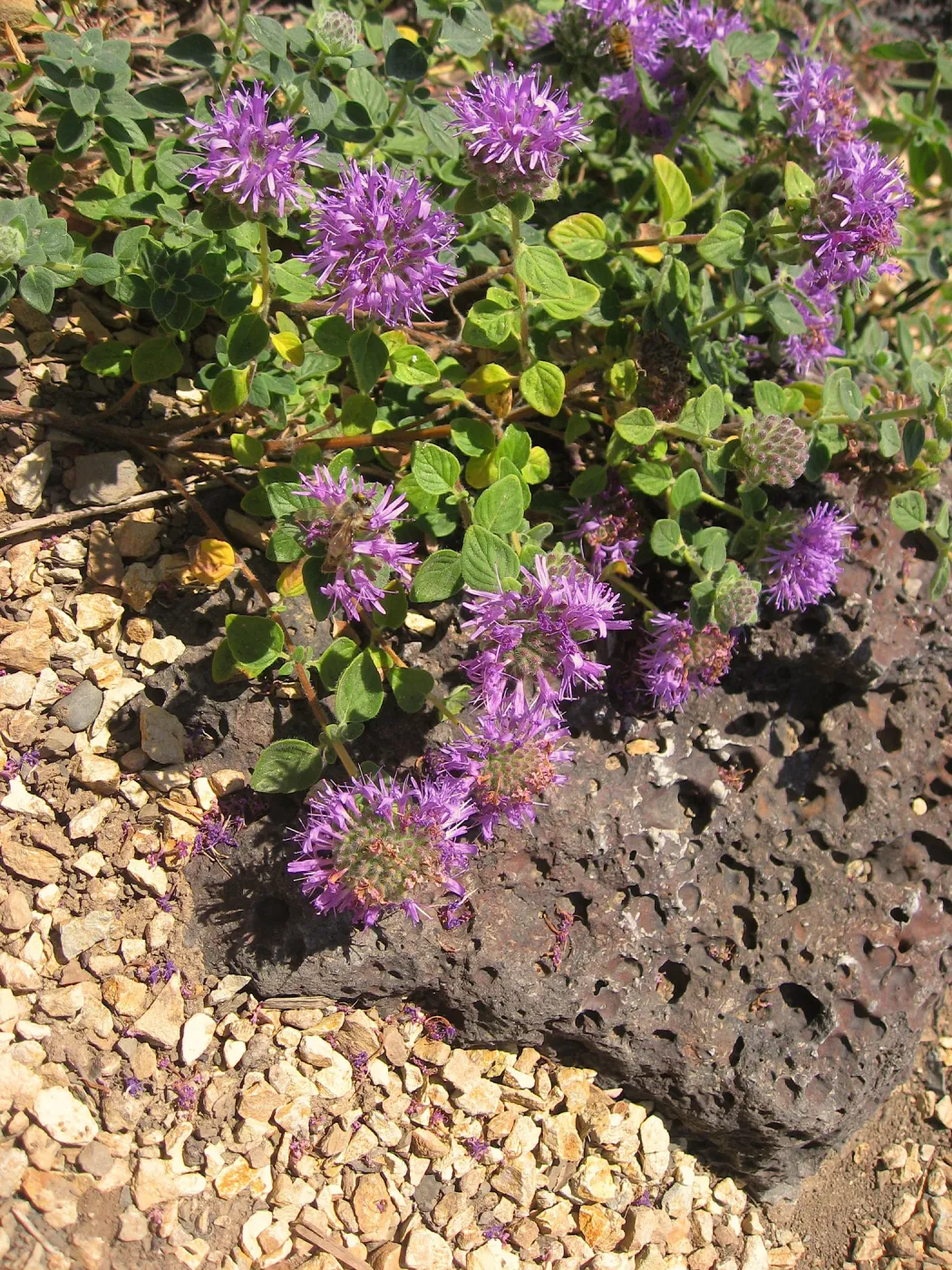 Monardella villosa, Meadow View, SBBG