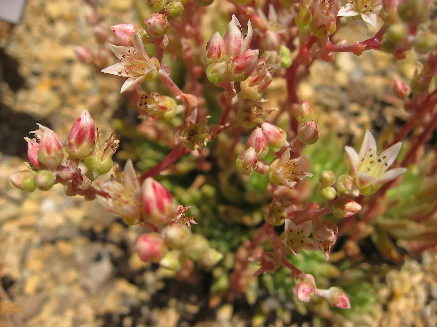 Dudleya anomala, Dudleya Display, SBBG