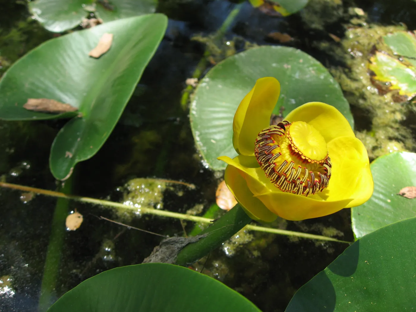 Nuphar polysepala, Meadow Pond, SBBG 