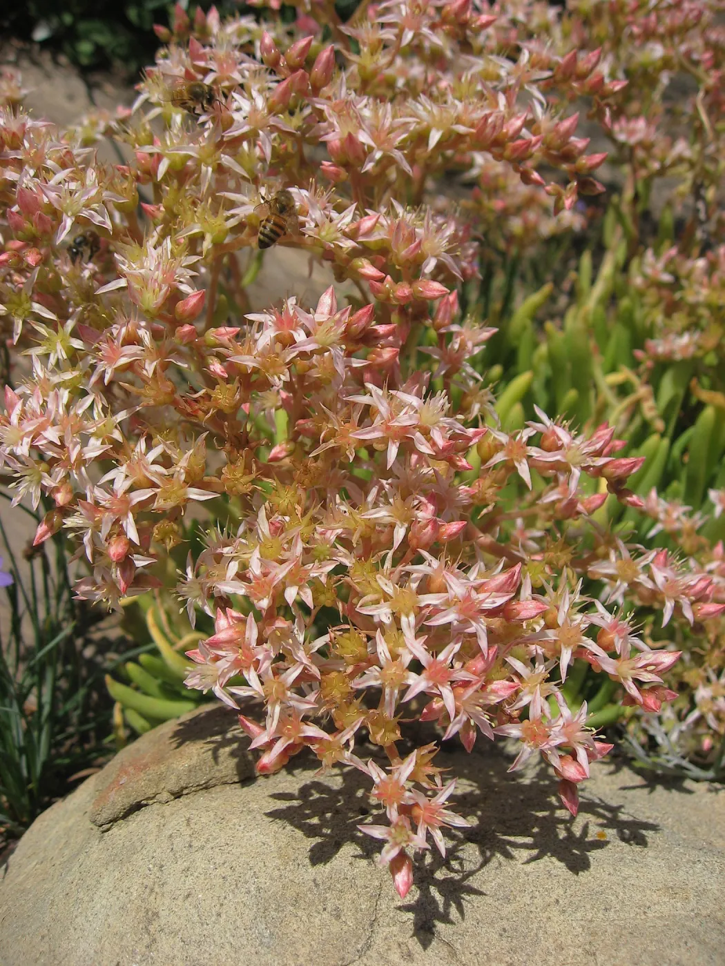 Dudleya viscida in bloom, honey bees, sandstone boulder, shadow