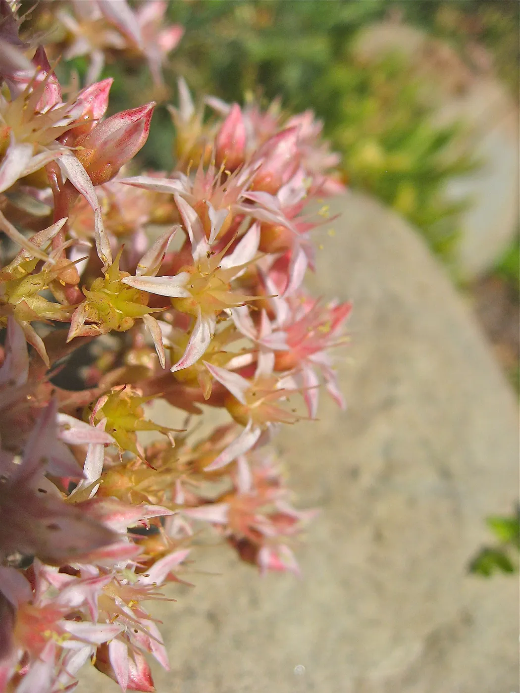 Dudleya viscida in bloom
