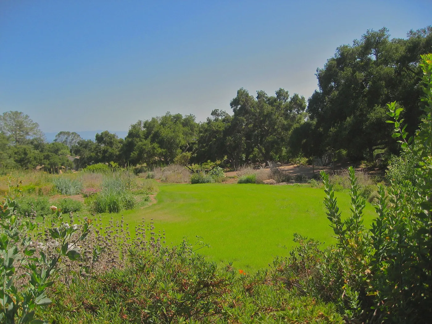 Meadow, view down to Blaksley Library, Santa Cruz Island in background, lawn