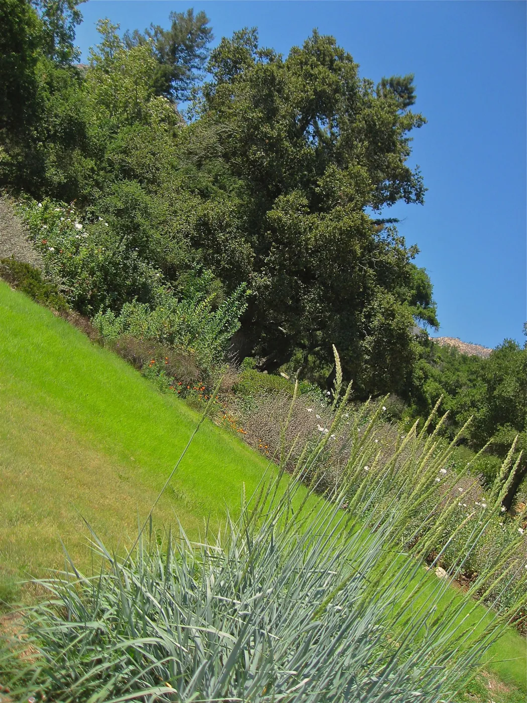 Rock, bunchgrass, oaks, Meadow