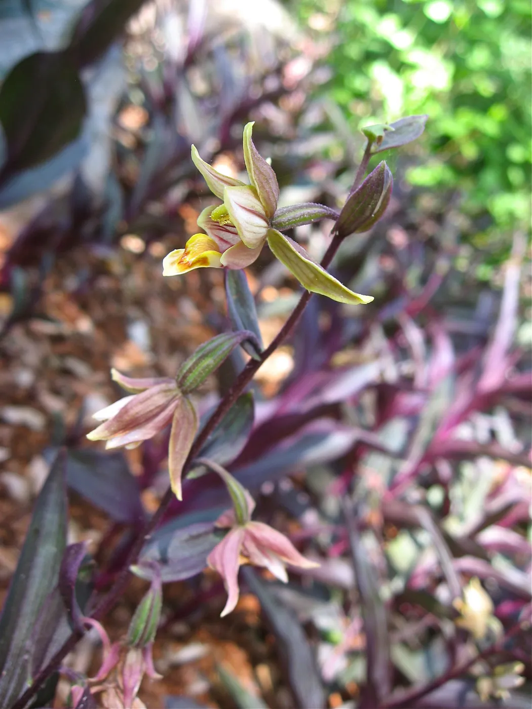 Epipactis gigantea, Orchid Display, SBBG