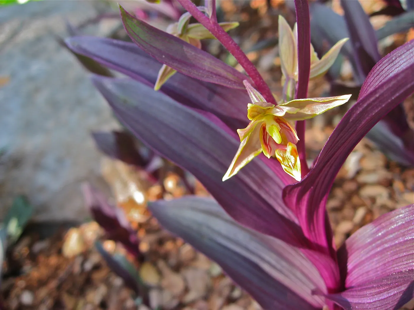 Epipactis gigantea, Orchid Display, SBBG