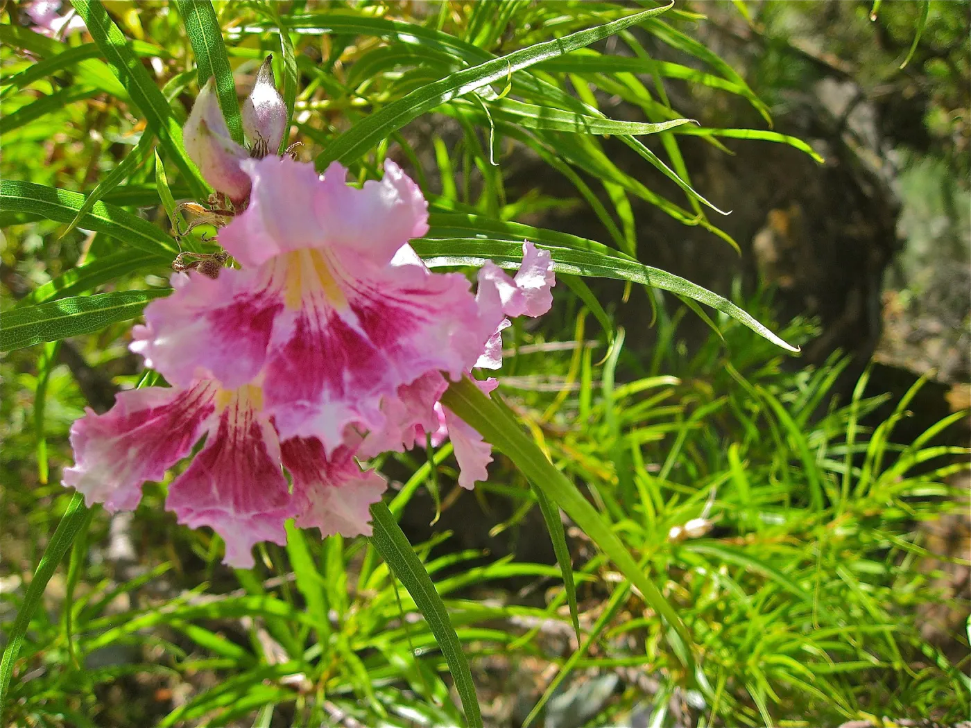 Chilopsis linearis