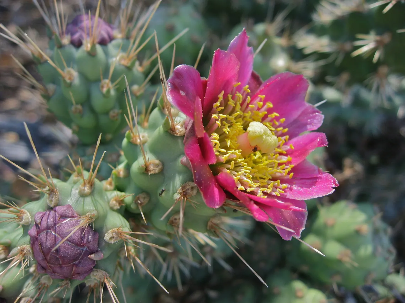 pink cactus flower (Prickly-pear)
