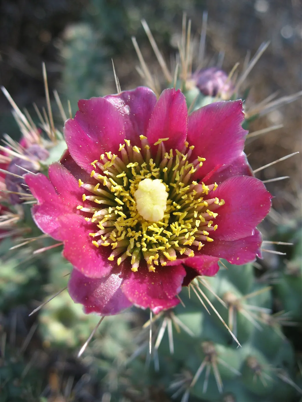 pink cactus flower (Prickly-pear)