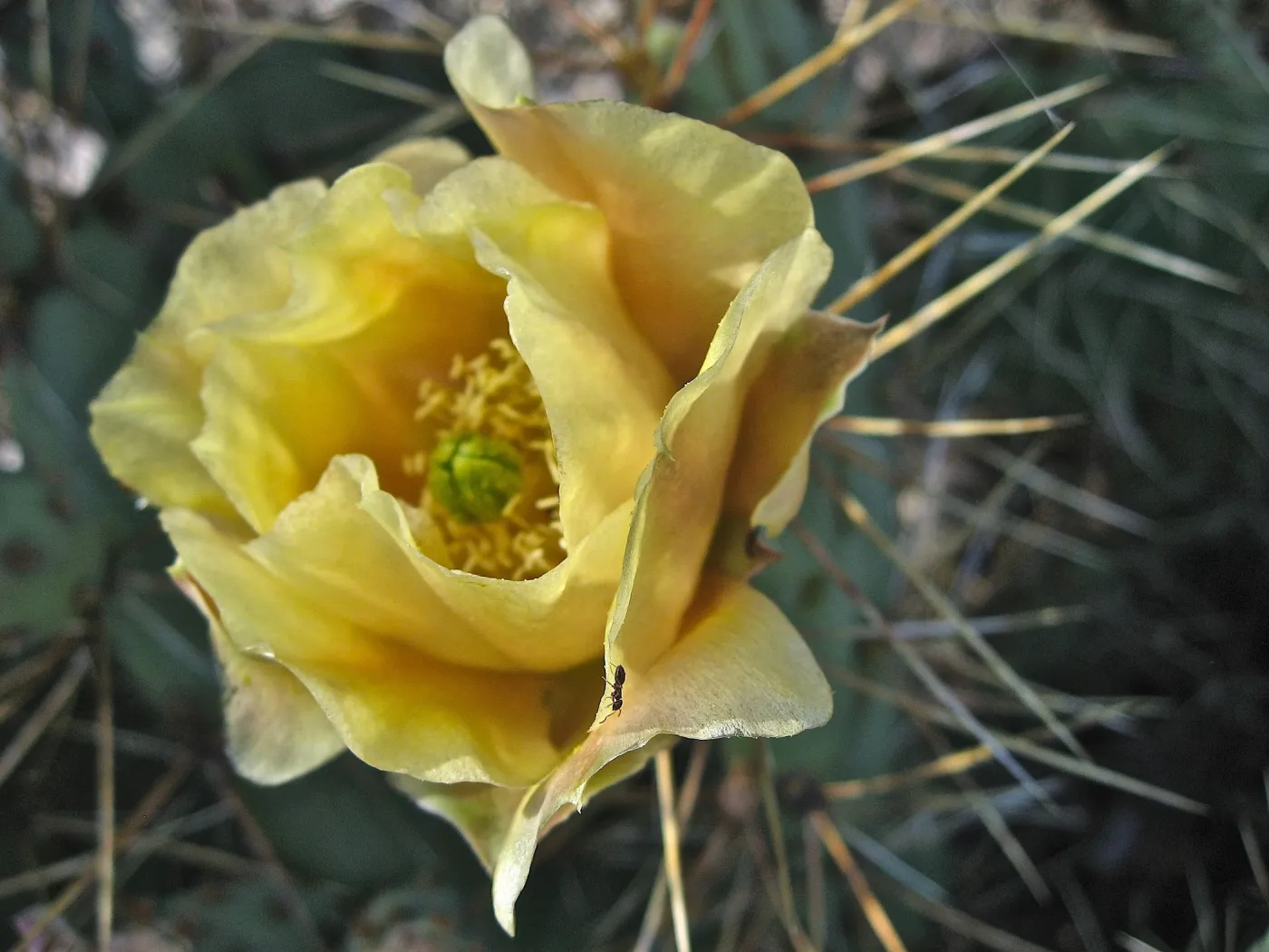 yellow cactus flower, Opuntia (Prickly-pear)