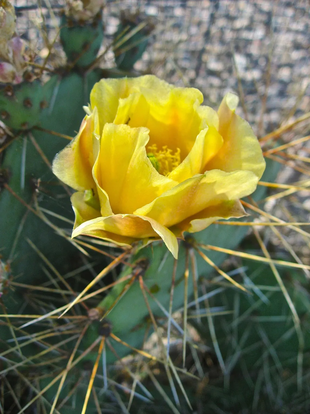 yellow cactus flower, Opuntia