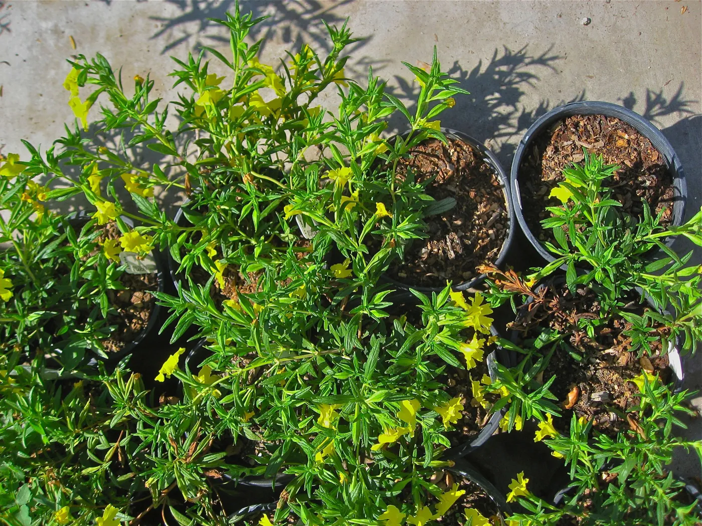 Mimulus auranticaus, pots in Nursery