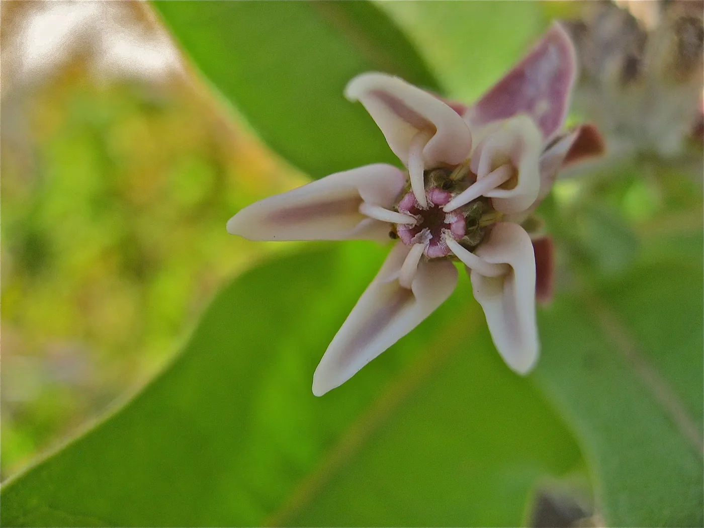Asclepias sp.