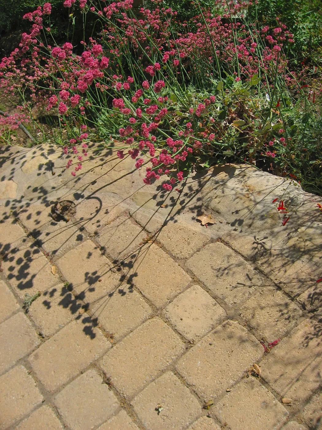 Eriogonum in bloom, pavered path, shadow, Discovery Garden