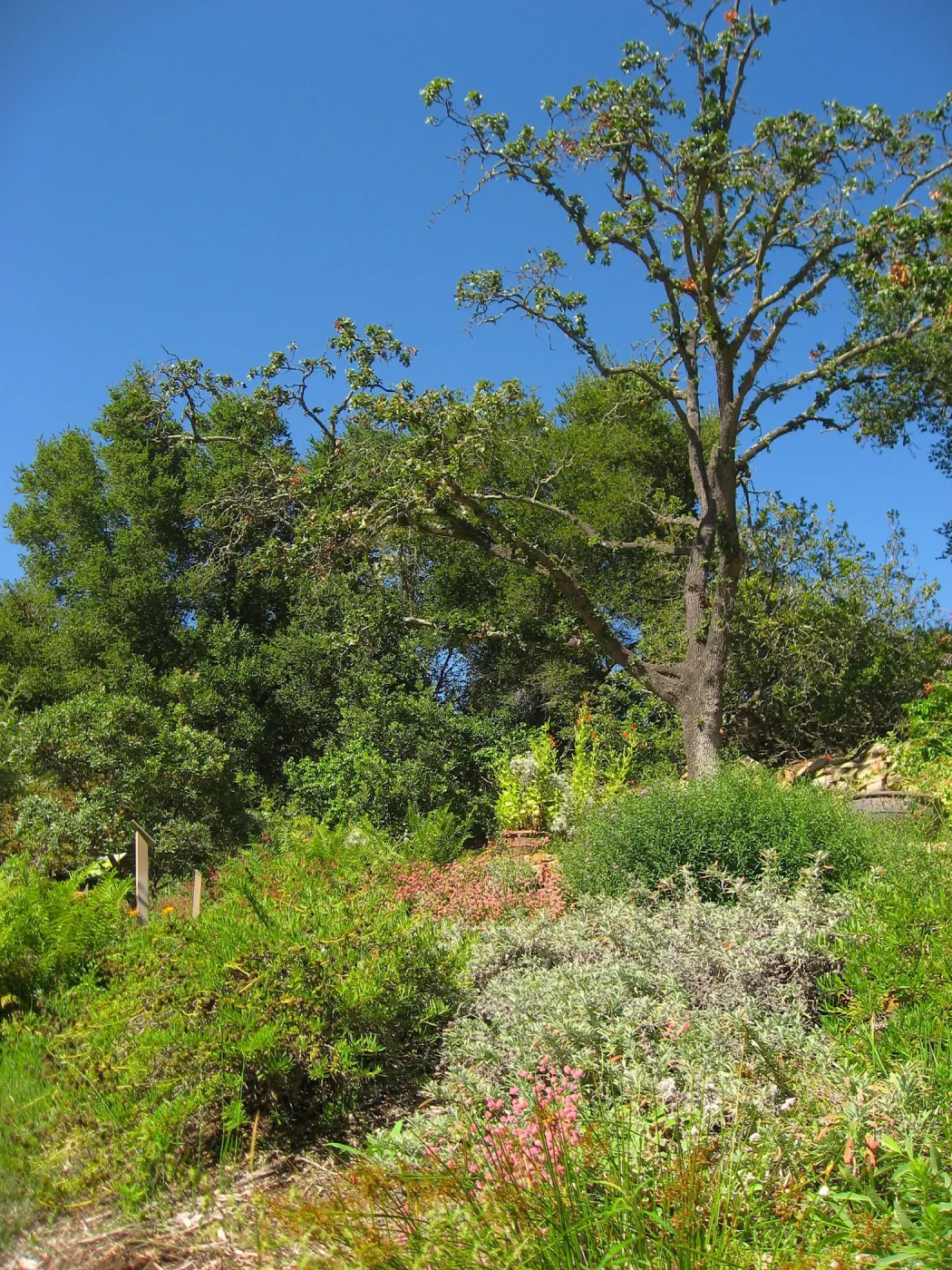 Discovery Garden