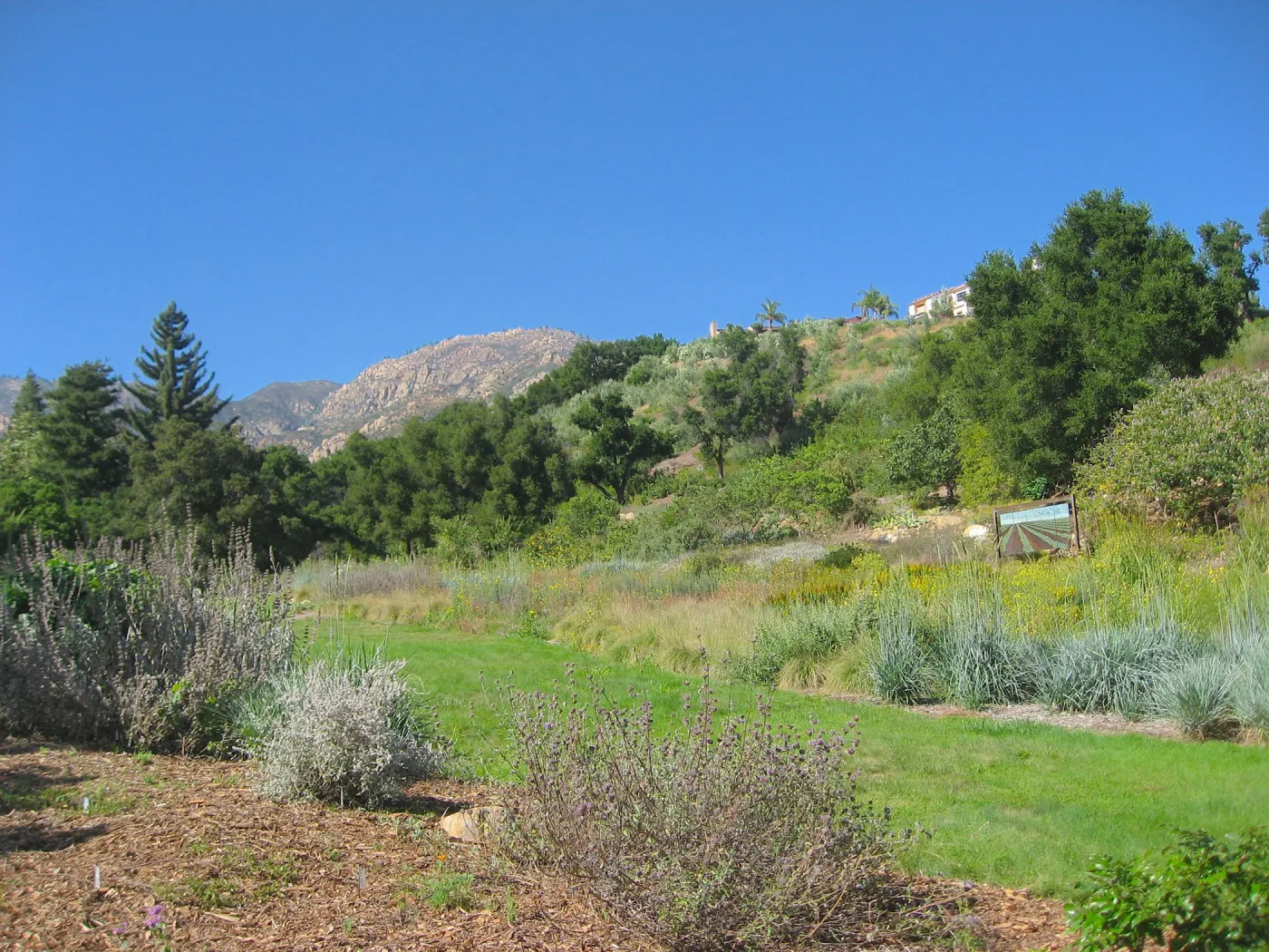 Meadow lawn, view to mountains