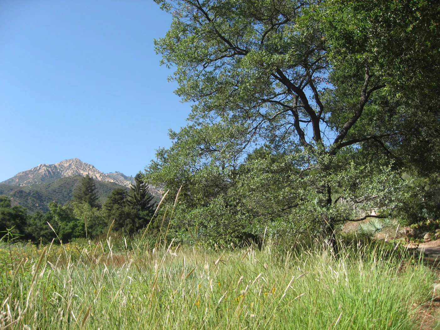 SBBG Meadow, view to La Cumbre Perak
