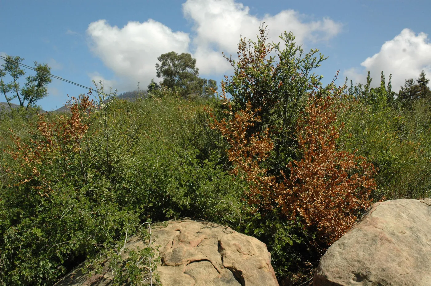 Quercus dumosa, dieback caused by Botryosphaeria