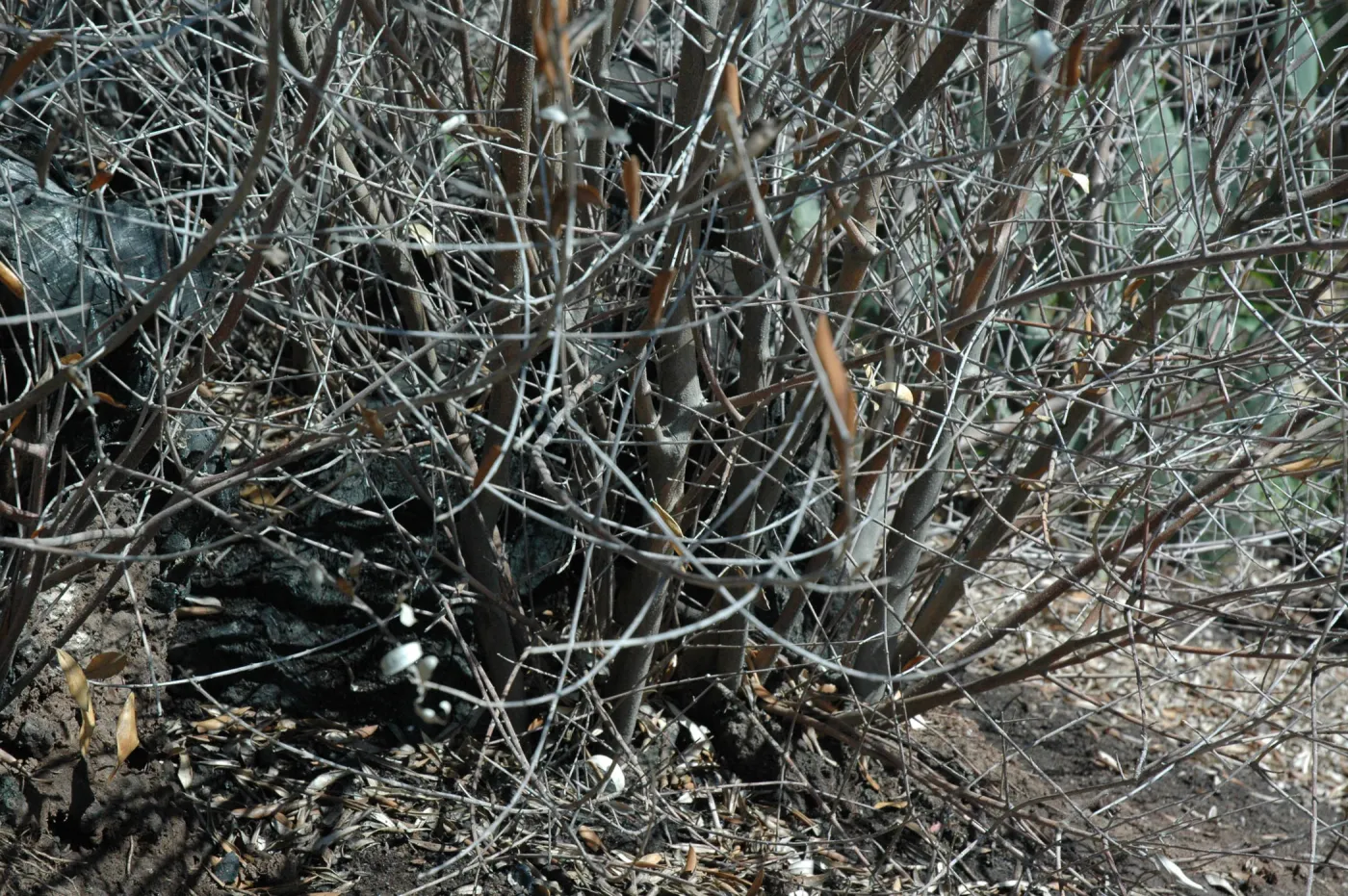 Olive treatment at Quercus dumosa site