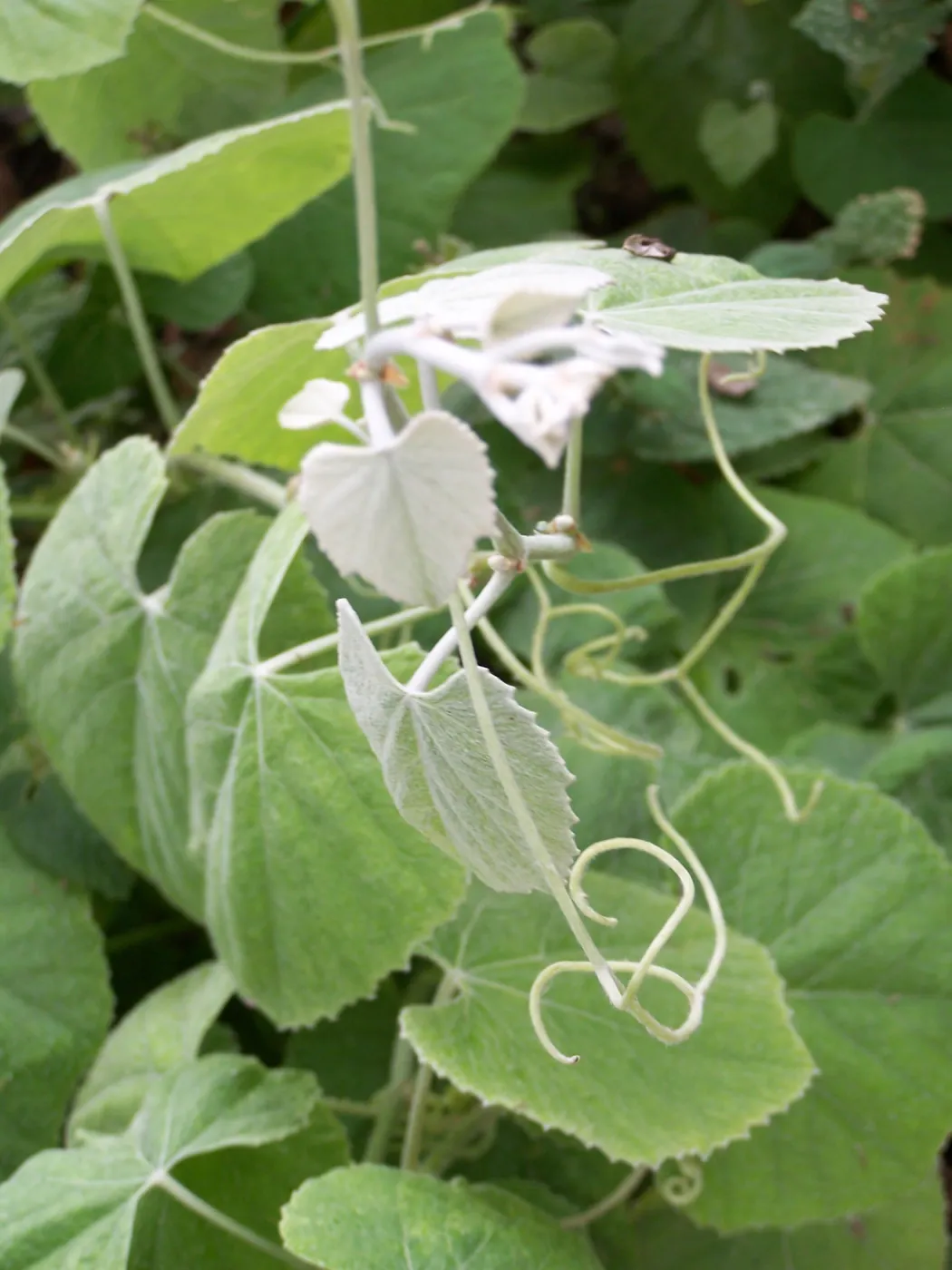 leaves and tendrils of Vitis californica, California grape