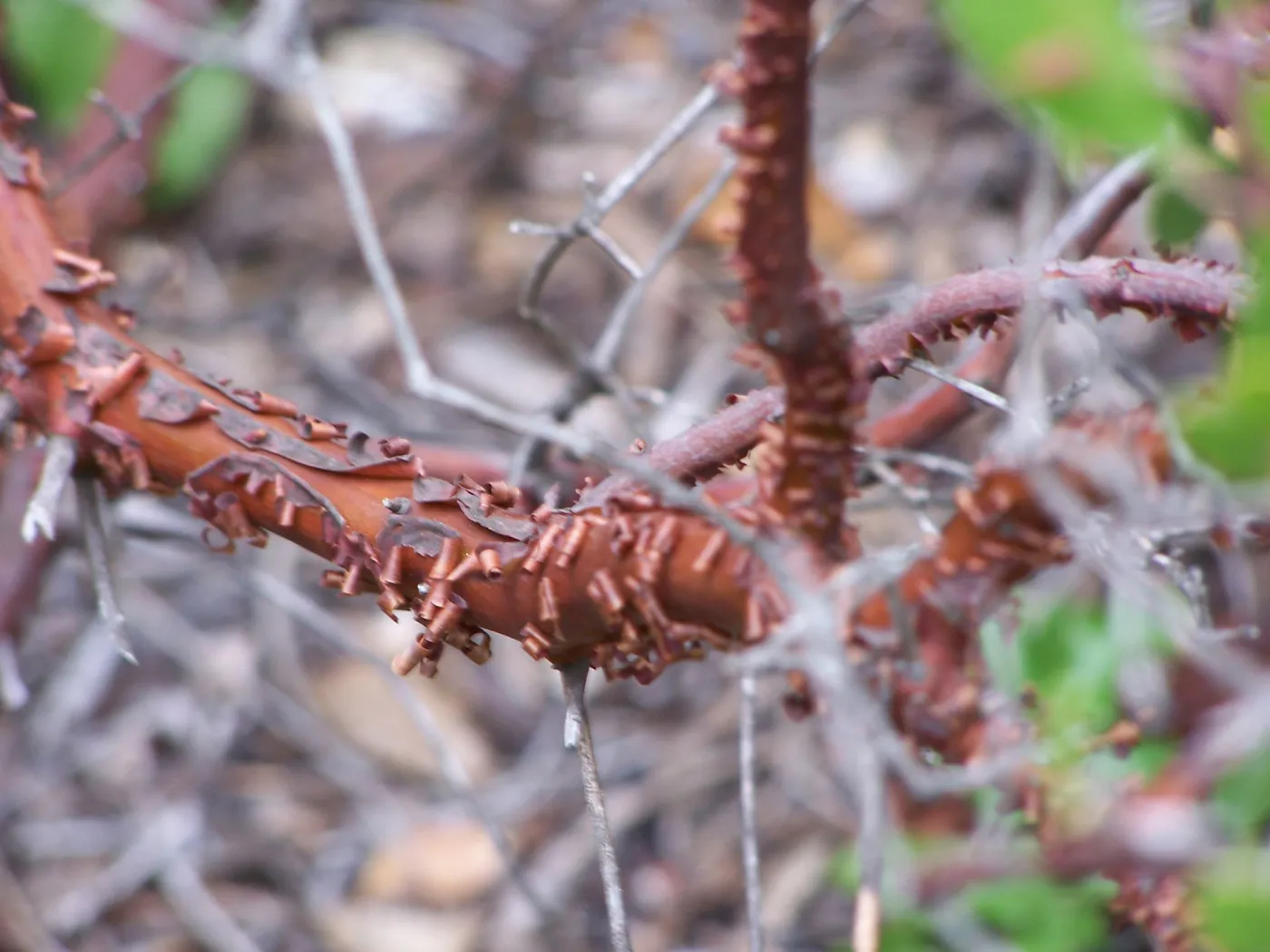 manzanita bark