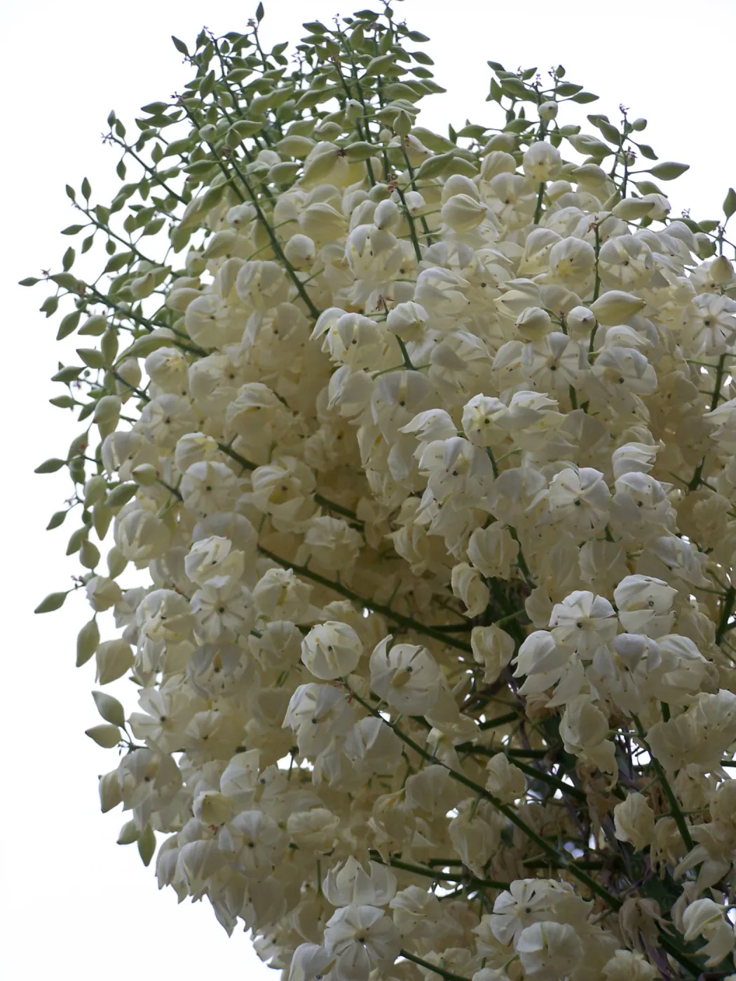 Yucca inflorescence