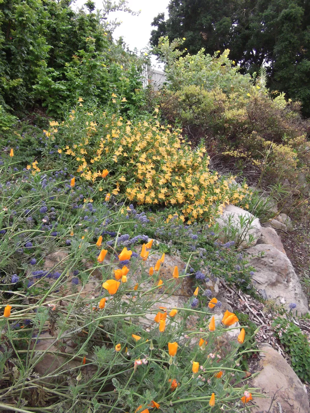 Mixed border with Mimulus California Poppy , Monkeyflowers