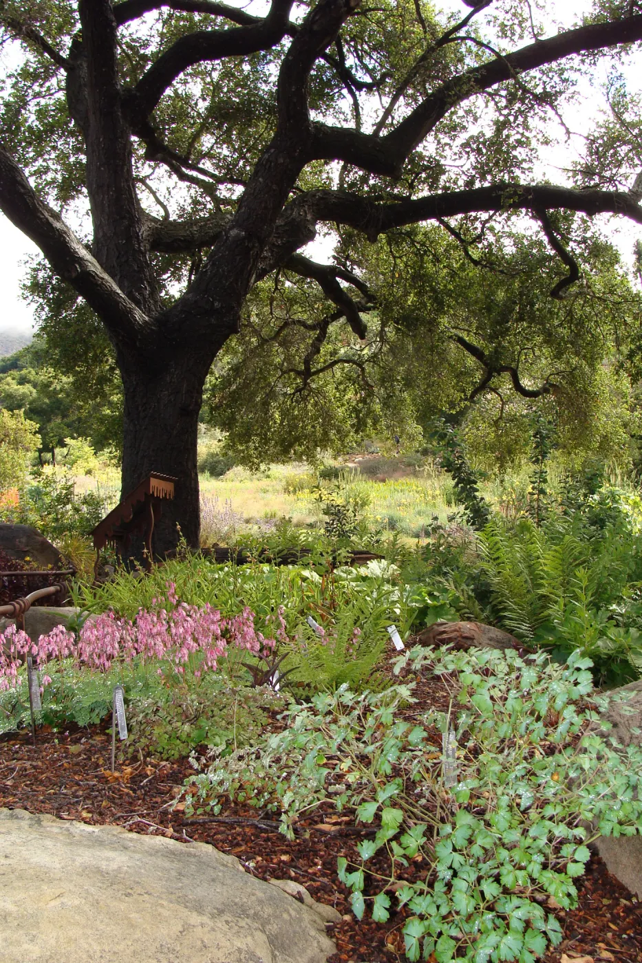 June in the Garden, Orchid Display Garden