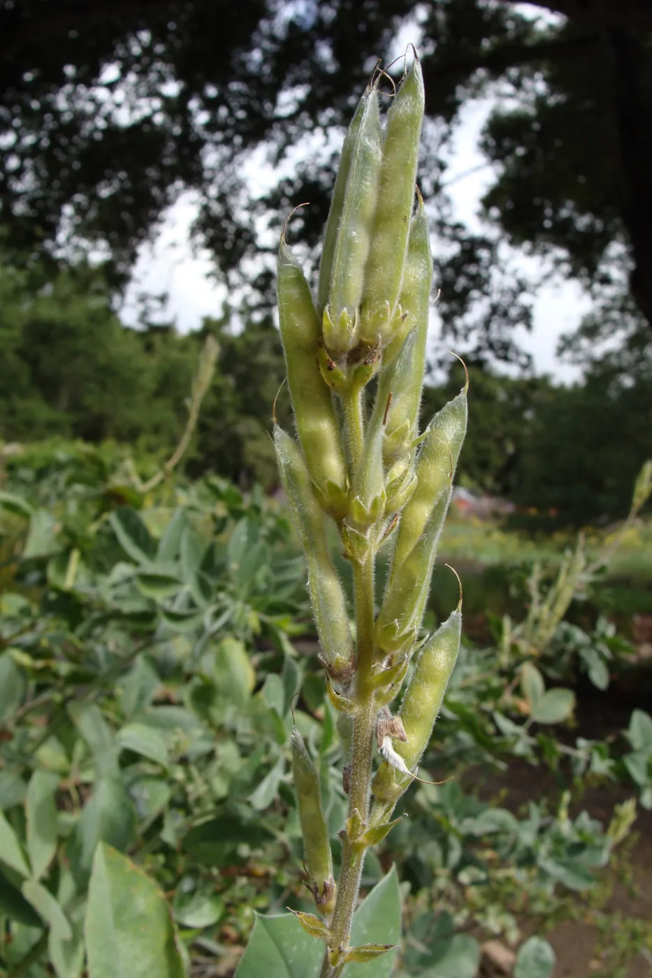 June in the Garden, SBBG Conservation Display Garden, Thermopsis fruit