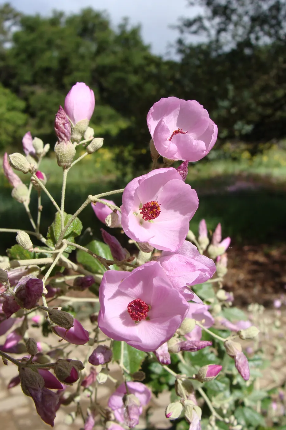 June in the Garden, SBBG Conservation Display Garden, Malacothamnus flowers