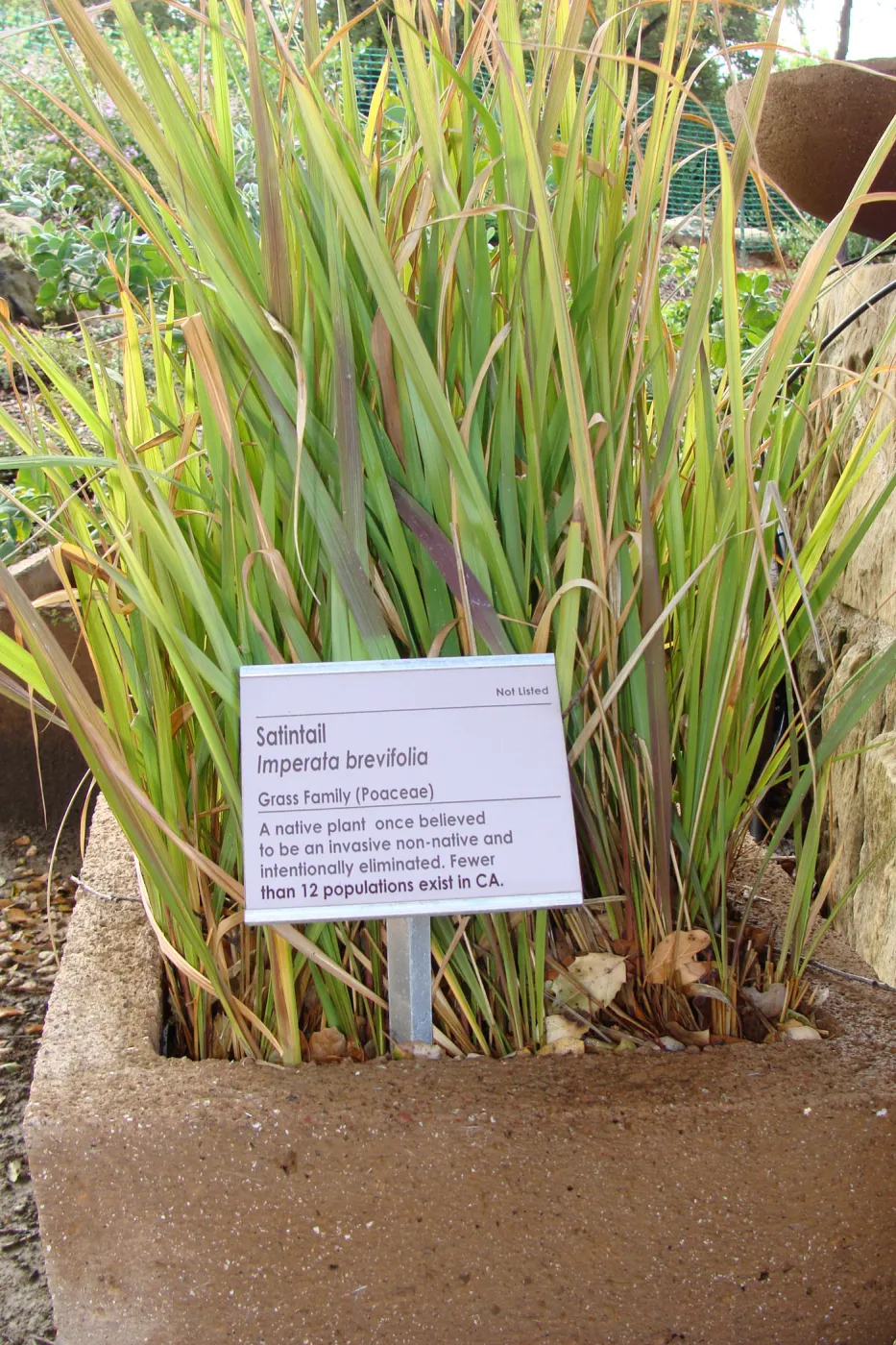 June in the Garden, SBBG Conservation Display Garden, Imperata brevifolia with Plant information label