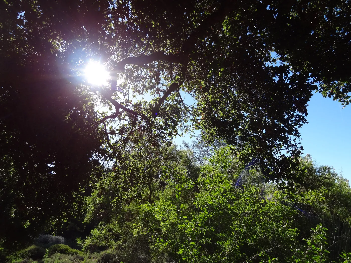 tree line above the Meadow on the Porter Trail, sunlight