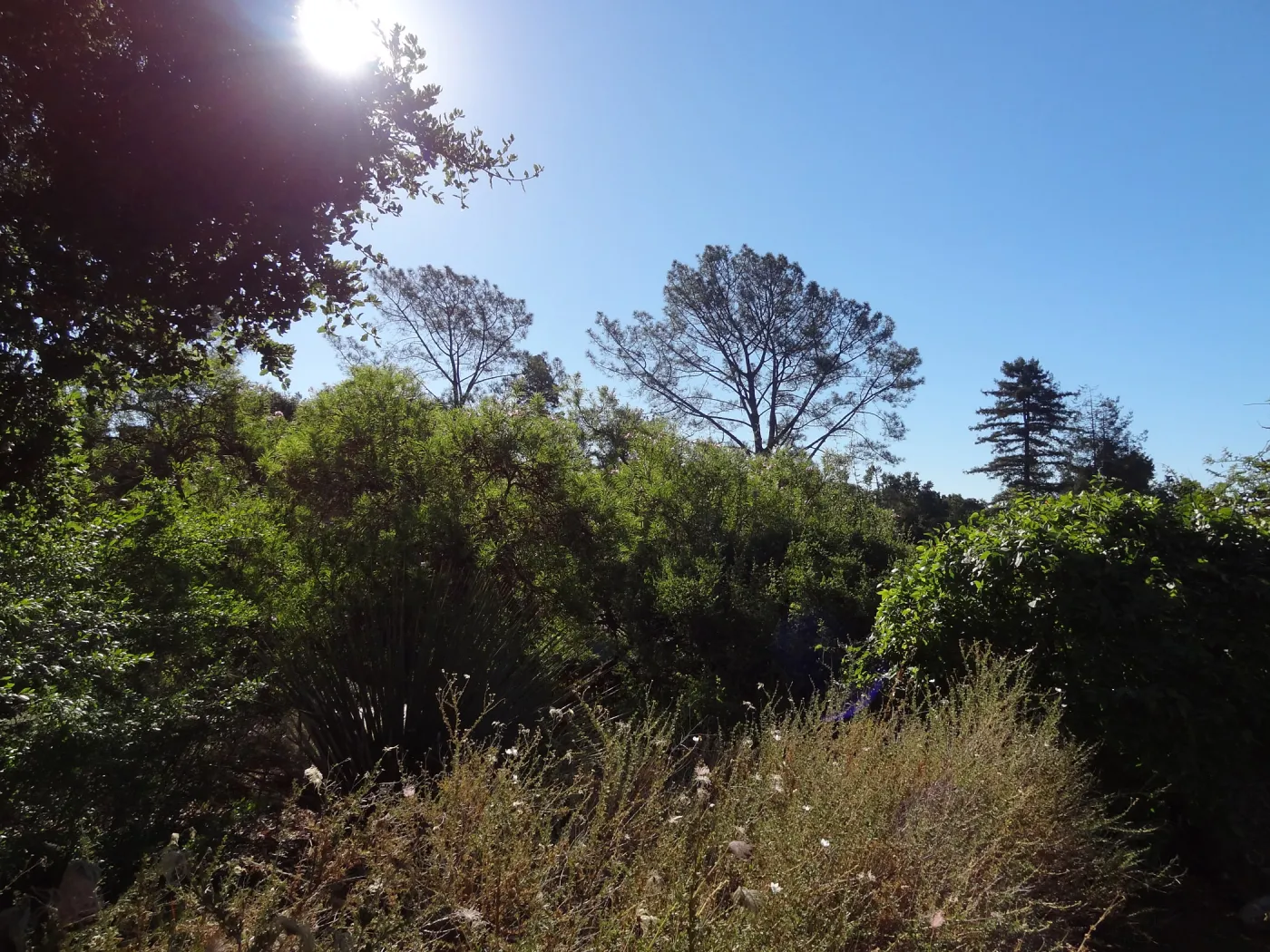 tree line above the Meadow on the Porter Trail, sunlight