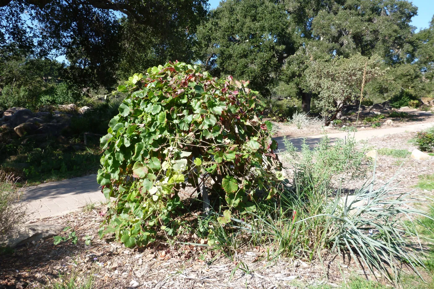 Vitis vining on wooden base, SBBG Meadow