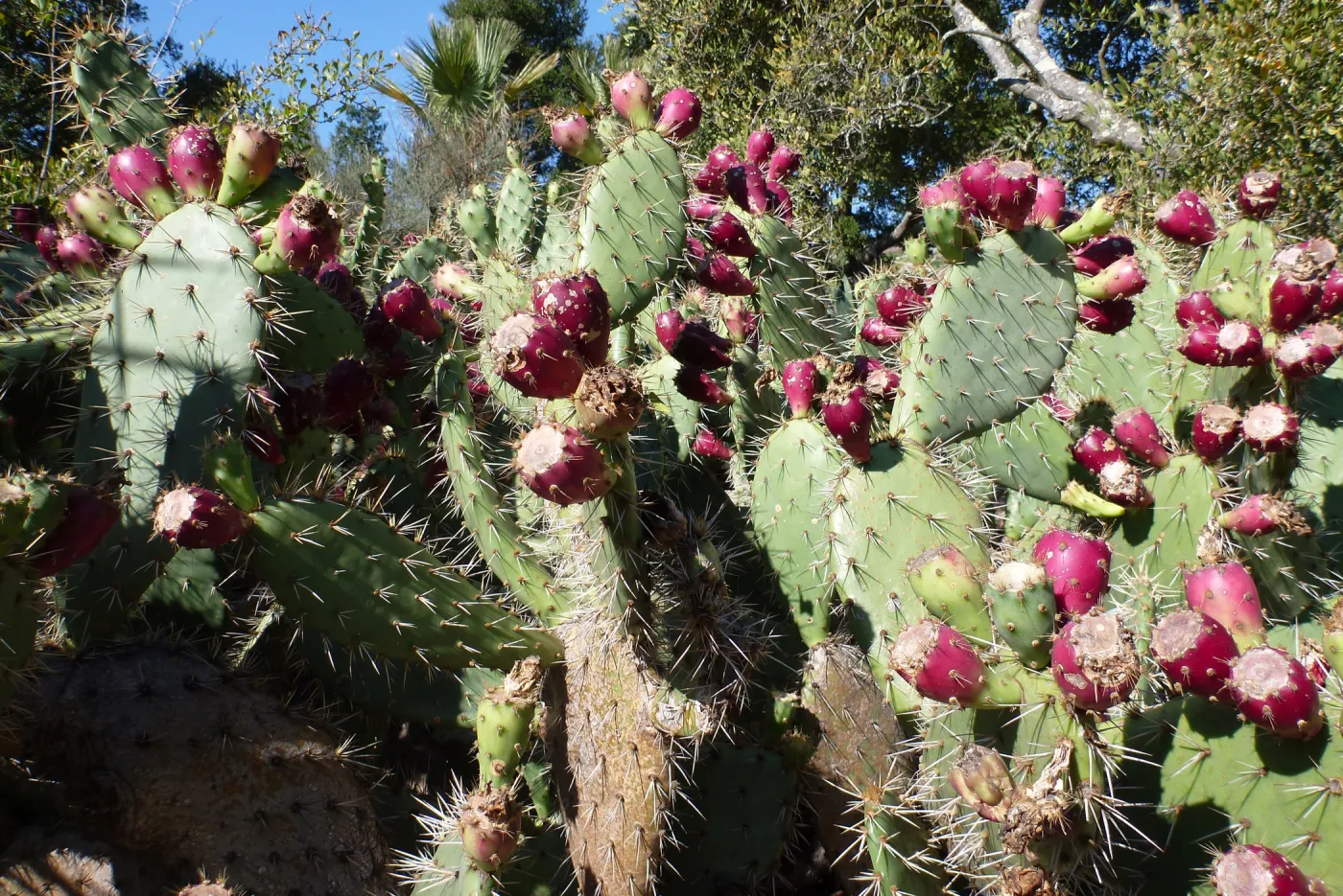 green Opuntia (Prickly-pear) with red fruits in the Desert Section