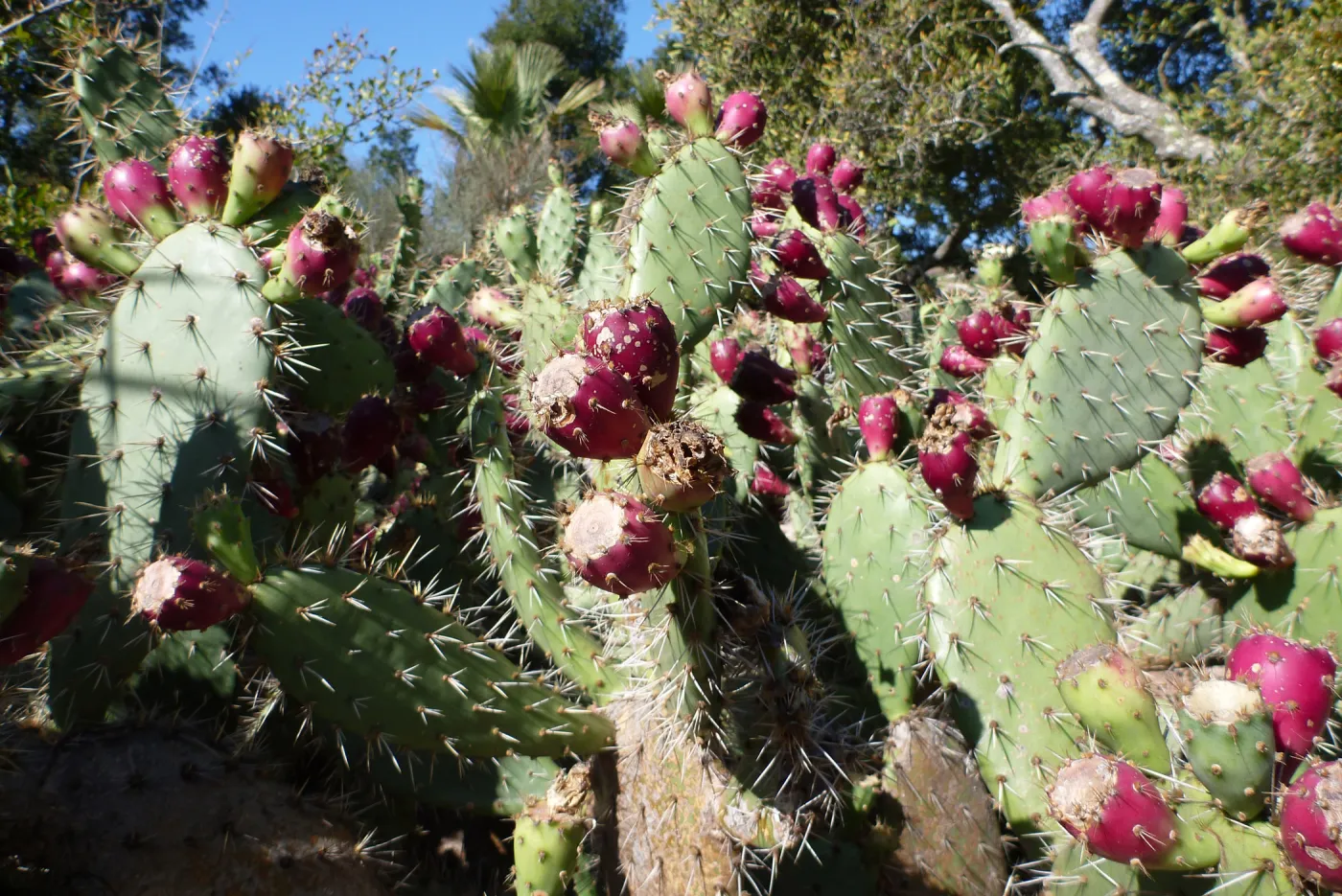 green Opuntia (Prickly-pear) with red fruits in the Desert Section