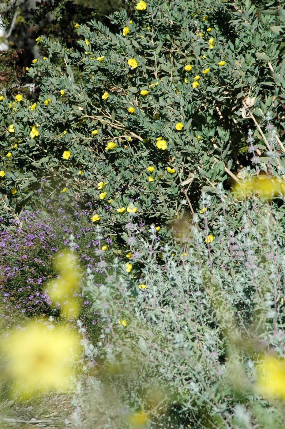 Upper Meadow in bloom, Dendromecon