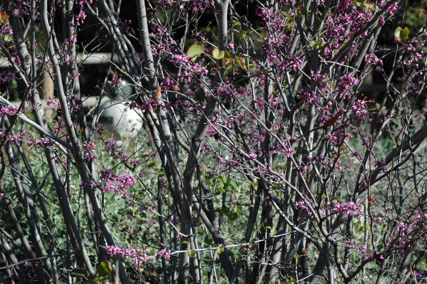 Cercis occidentalis (Redbud) in the upper Meadow, sun dial