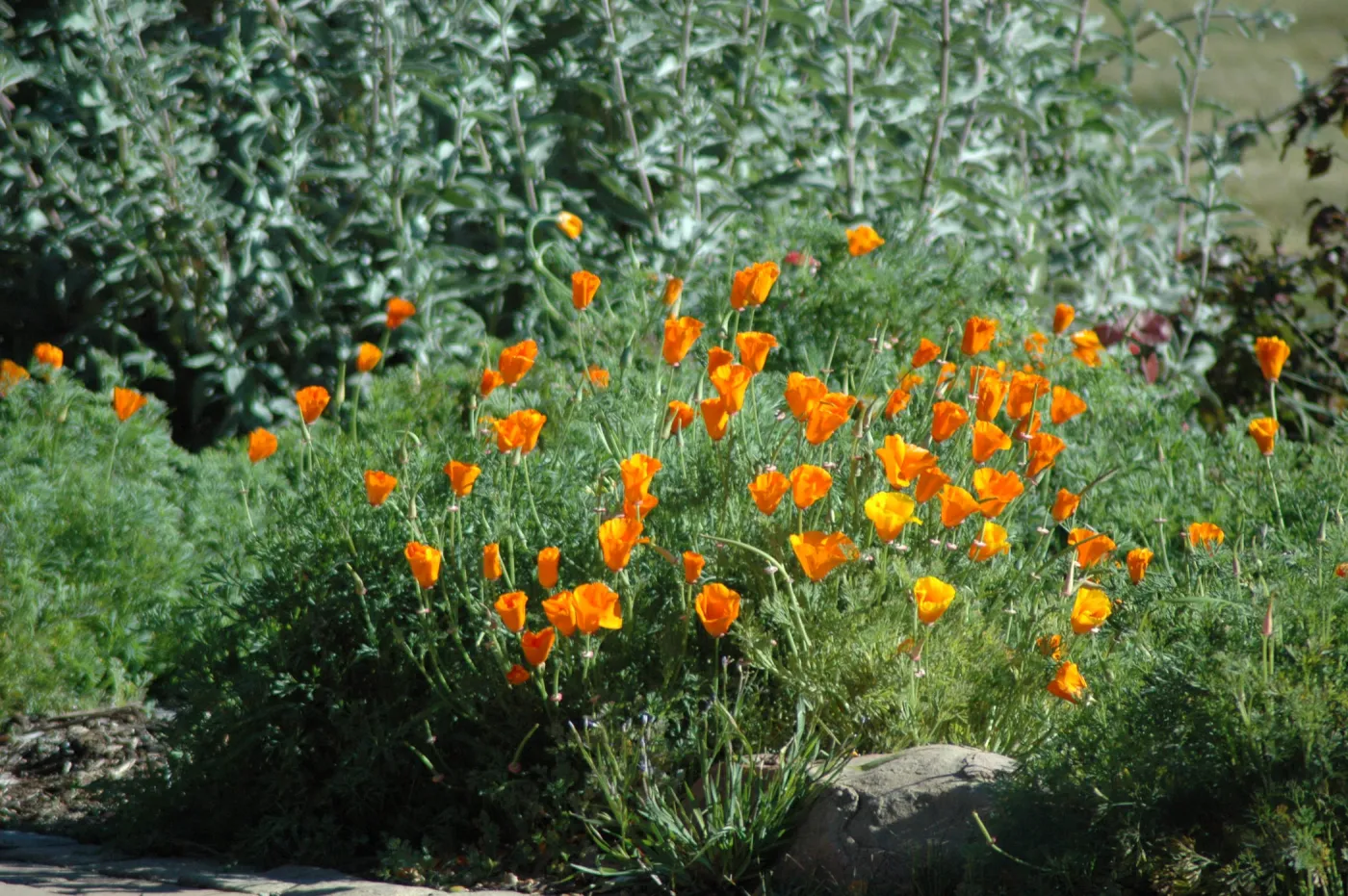 California poppies, Eschscholzia californica, on the edge of the Meadow